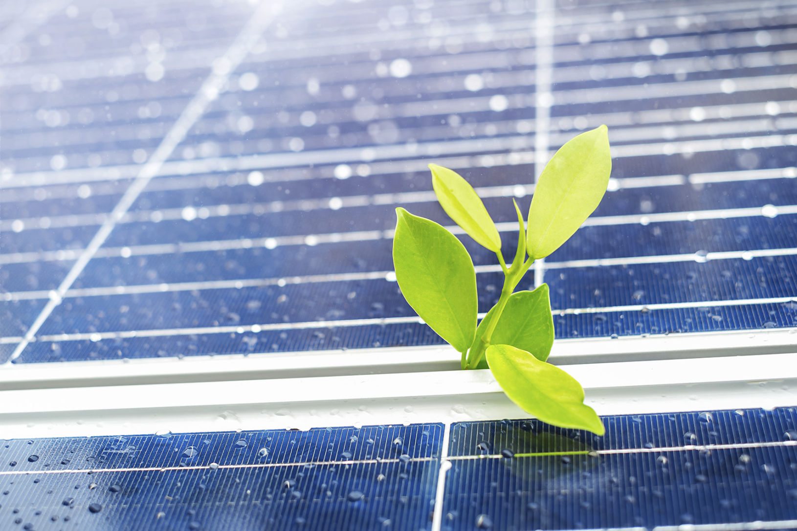 Planta verde creciendo entre placas solares mojadas por la lluvia